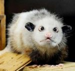 Heidi the Opossum.jpg