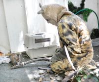 Bobcat costume and kitten