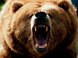 Grizzly Bear Roar