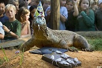 Komodo dragon in party hat