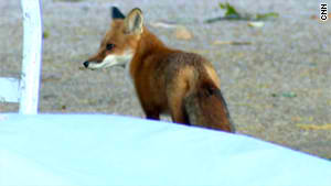 Red Fox, photo by CNN