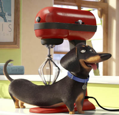 A dachshund enjoys a back massage from an electric mixer.