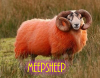 Meepsheep's picture