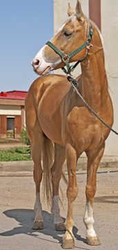 Akhal-Teke horse at the Ashgabat Hippodrome, by Kerri-Jo Steward; CC-BY-NC