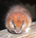 Red-crested Tree Rat