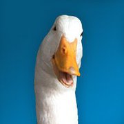 AflacDuck.jpg