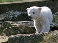 Knut as a cub
