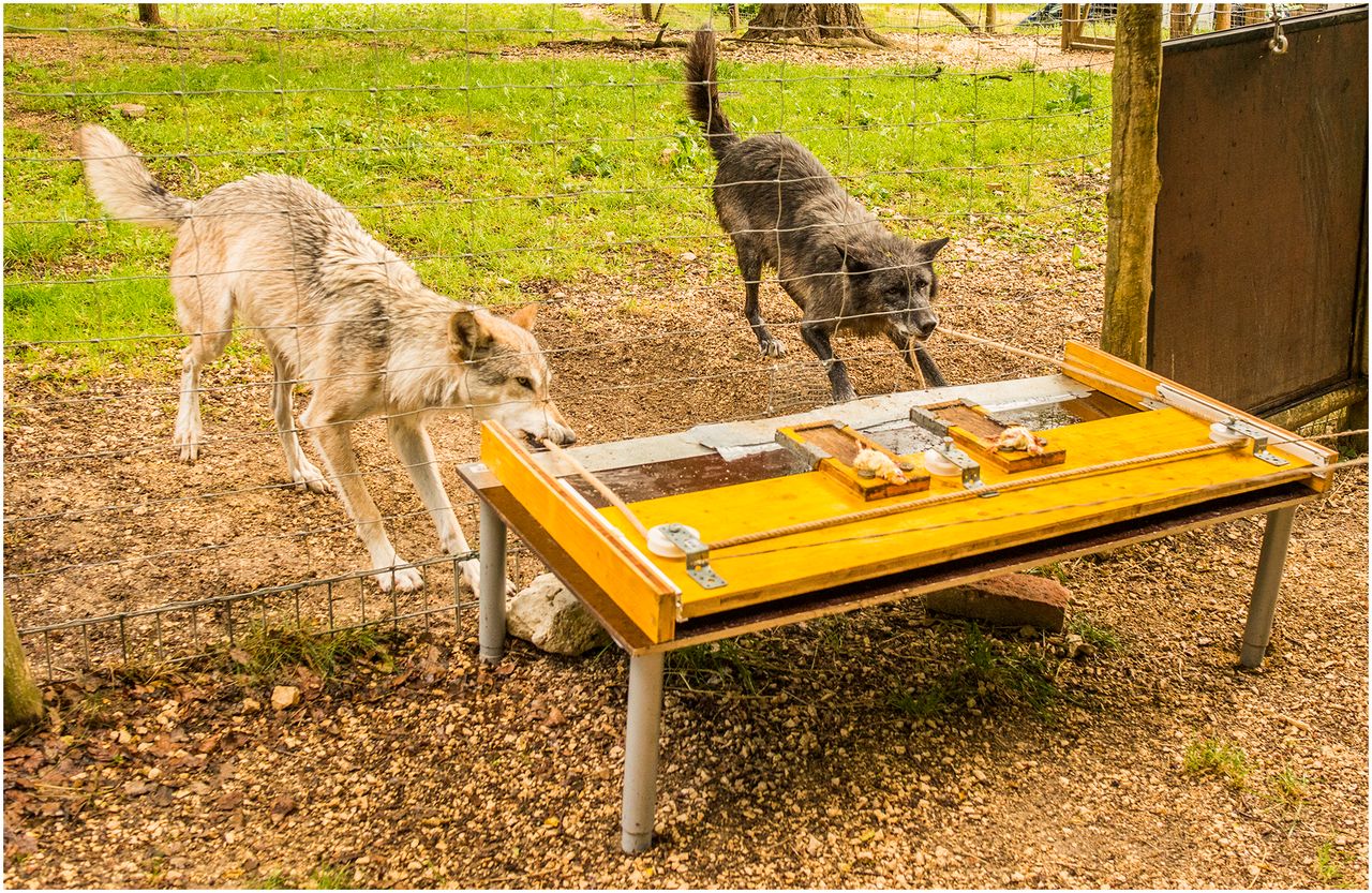 The layout of the cooperative pulling paradigm with two wolves pulling on the ropes to move the platform.