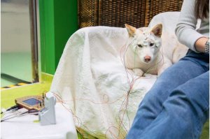 Dog set up for EEG. (Photo ©Grzegorz Eliasiewicz)