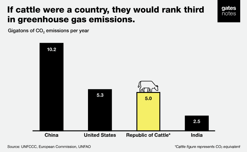 Flayrah-cattle.png