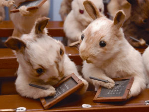 The taxidermy of Walter Potter (1835-1918).